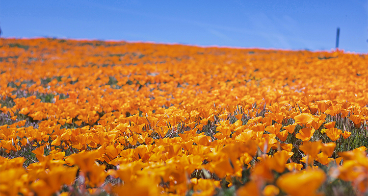 Poppy In Memoriam