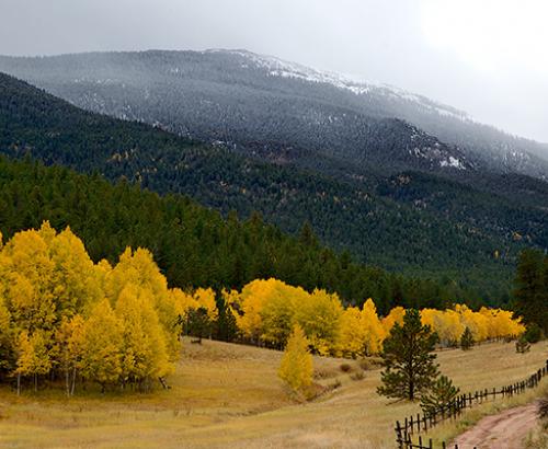 Yellow Trees Mountainside