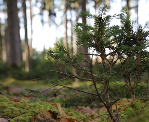 Tree in focus