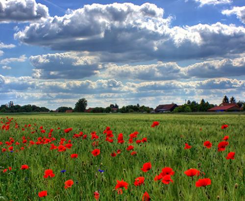 Poppy Fields