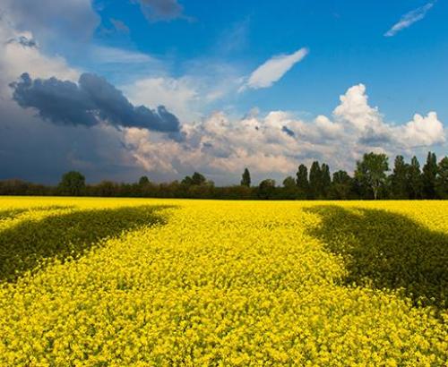 Ukraine Fields