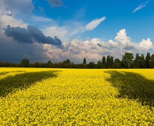 Fields of Ukraine