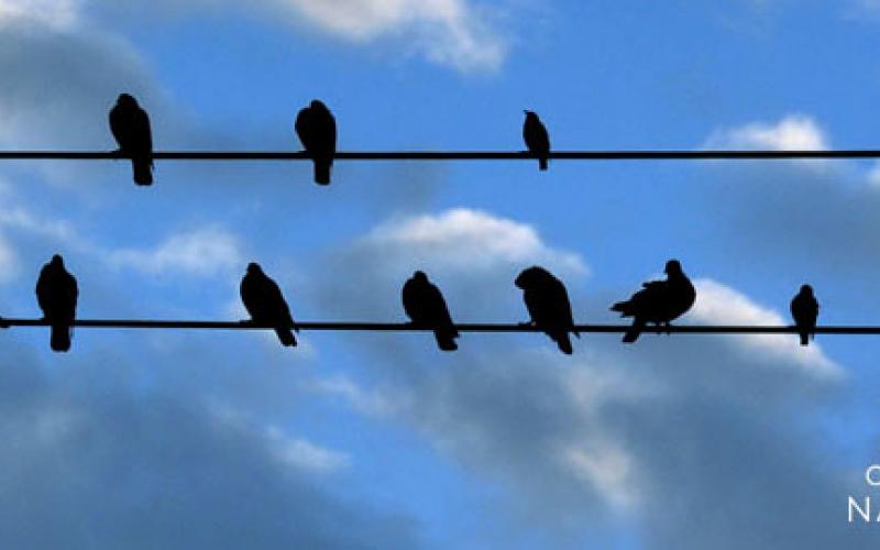 Birds on Wire