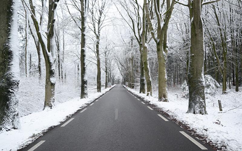 SnowForestRoad