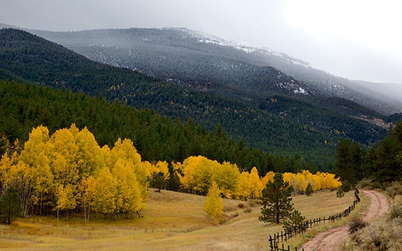 Yellow Trees Mountainside