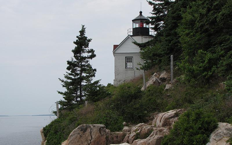 LightHouseTrees