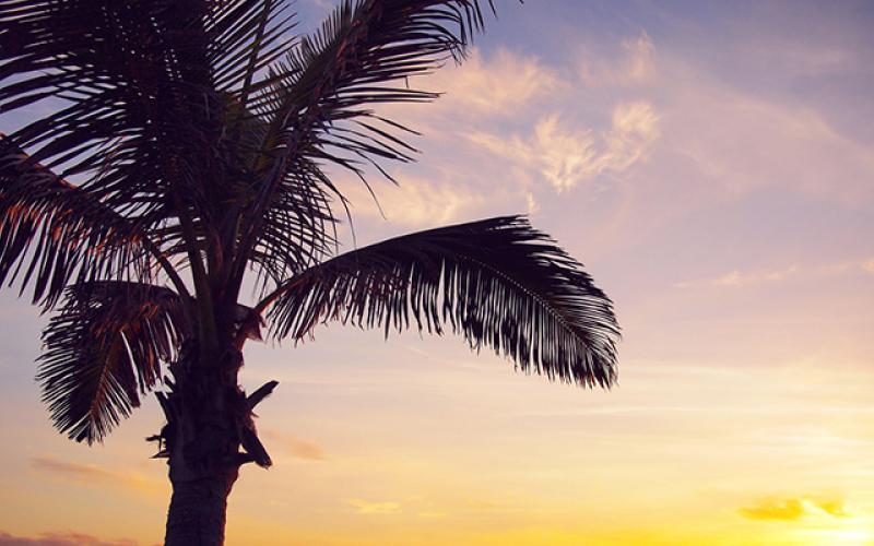 Single Palms In Mem