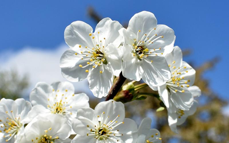 White Flowers