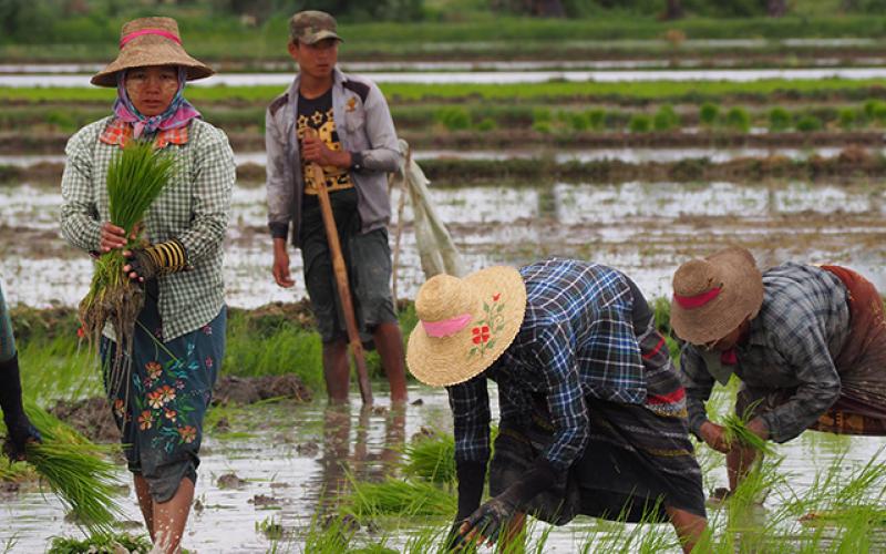 Rice paddies