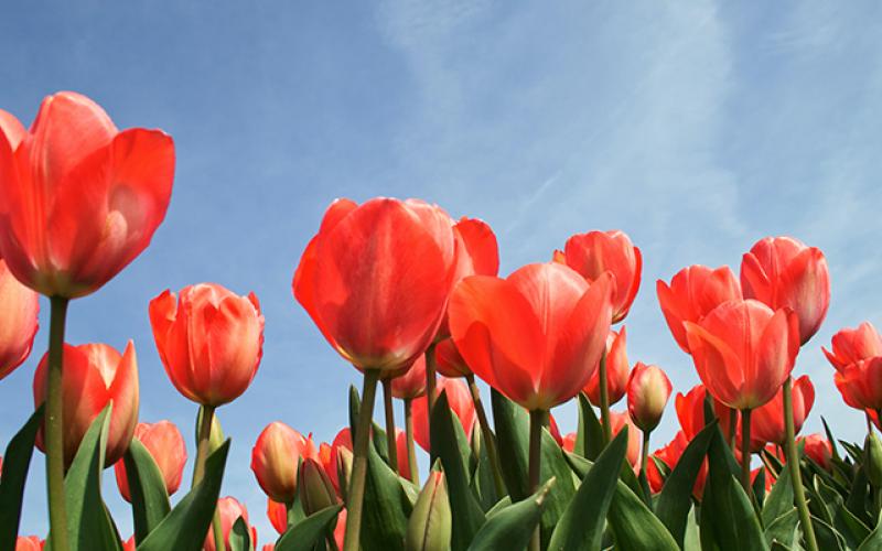 Tulips