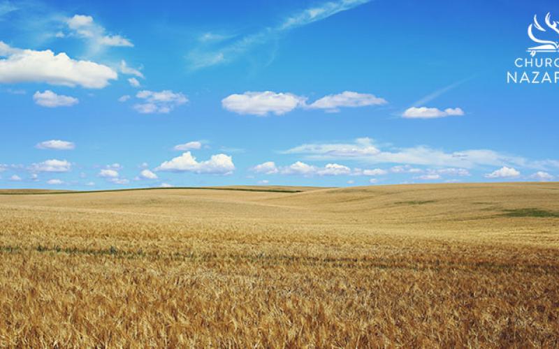 Wheat Field