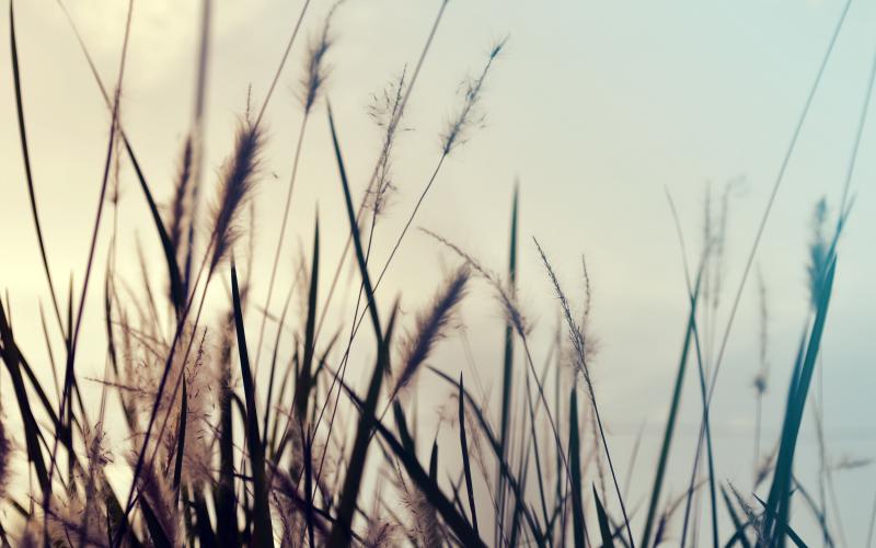 Fluffy cattails silhouetted against the sky