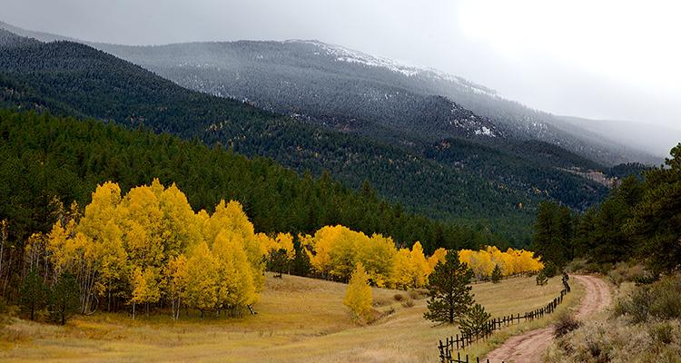 Yellow Trees Mountainside