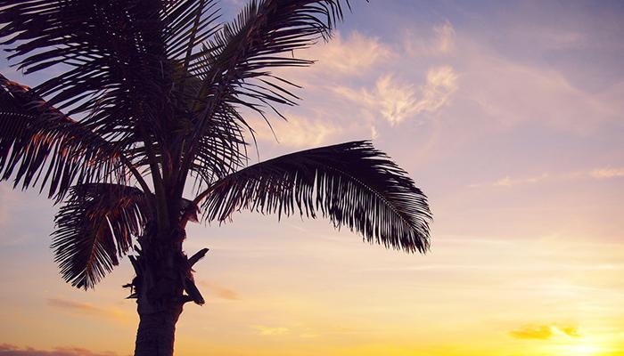Single Palms In Mem