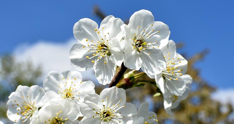 White Flowers