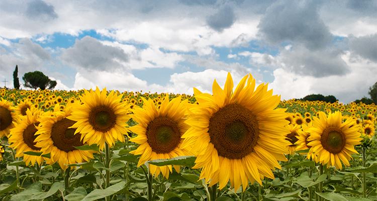 In Memoriam Sunflowers