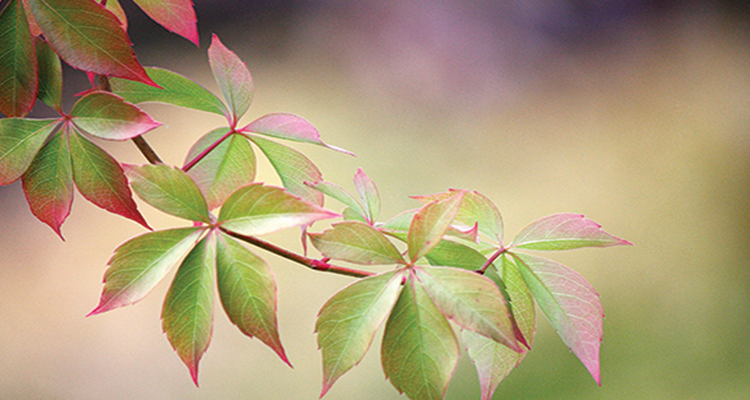 Turning Leaves