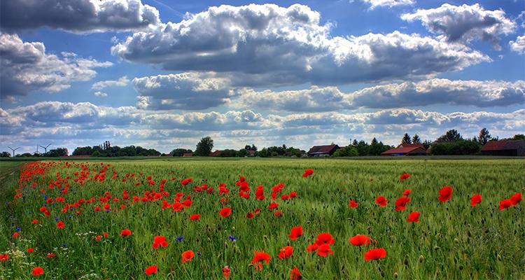 Poppy Fields