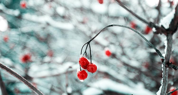 Frozen Berries In Memoriam