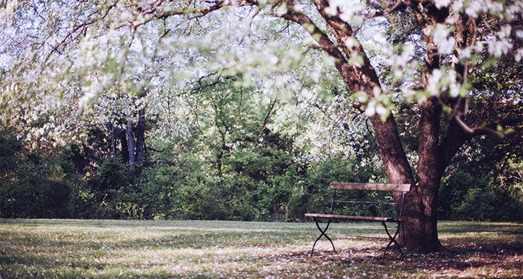 Blooming Tree