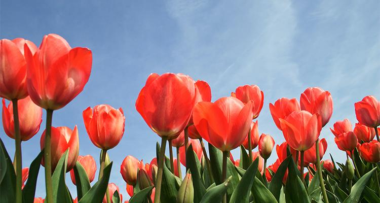 Tulips