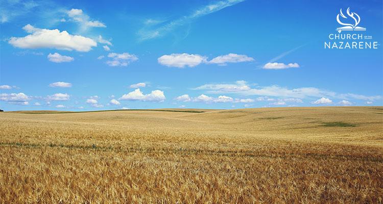 Wheat Field